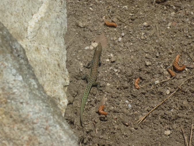 Rettili della Corsica